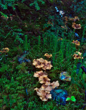 Photo for Yellow foot chanterelle mushrooms in thick club moss in a forest in Southeast Alaska. - Royalty Free Image