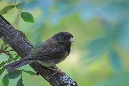 Photo for Dark-eyed junco songbird sitting on a tree branch in summer. - Royalty Free Image