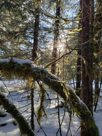 Soleil dans une forêt en hiver avec neige et arbre courbé.