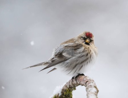 Close up of a Redpoll finch songbird during a snowstorm in winter in Southeast Alaska,