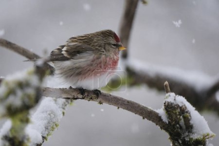 Redpoll songbird close up on a branch in winter with snow falling.