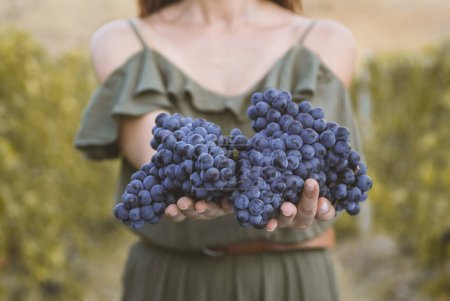 Téléchargez les photos : La jeune femme montre un tas de raisins rouges récoltés par elle-même dans un vignoble de raisins rouges. concept obiologique id, aliments biologiques et vin fin fait main - en image libre de droit