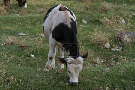 Téléchargez les photos : Vache noire et blanche broutant sur une prairie en plastique polluée dans les montagnes. Concept de pollution environnementale - en image libre de droit