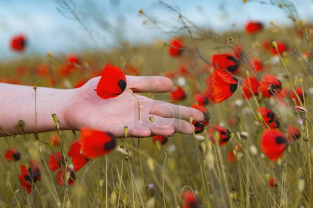 Foto de Flores de amapola roja en la mano sobre un fondo de pradera verde - Imagen libre de derechos