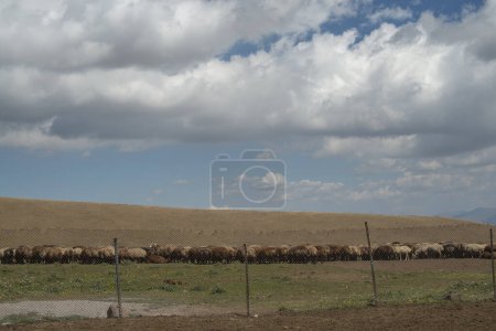 Foto de Rebaño de ovejas pastando en las montañas. El concepto de vida rural. - Imagen libre de derechos