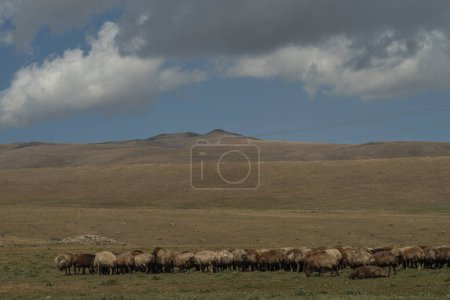 Photo for Flock of sheep grazing in the mountains. The concept of rural life. - Royalty Free Image