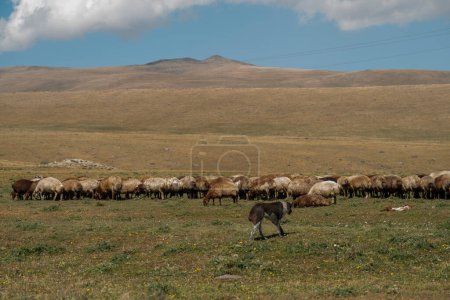 Téléchargez les photos : Troupeau de moutons paissant dans les montagnes. Le concept de vie rurale. - en image libre de droit