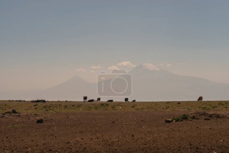 Photo for Flock of sheep grazing in the mountains. The concept of rural life. - Royalty Free Image