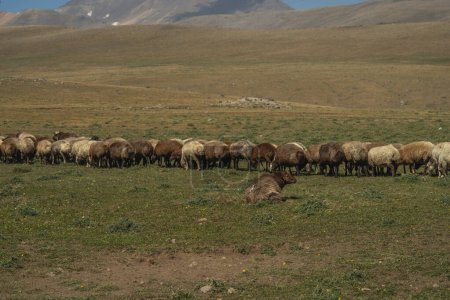 Téléchargez les photos : Troupeau de moutons paissant dans les montagnes. Le concept de vie rurale. - en image libre de droit