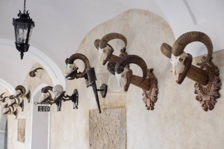 Téléchargez les photos : Trophies of mouflons on the walls in the corridor of the historic castle - en image libre de droit