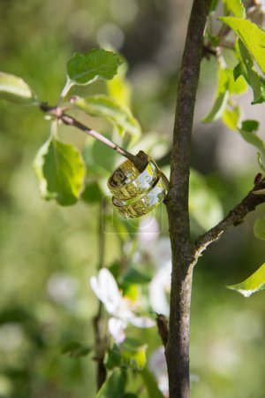 Téléchargez les photos : Golden wedding rings hung on a branch of a cherry tree - en image libre de droit