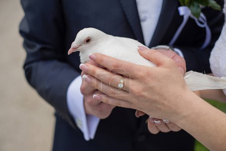 Téléchargez les photos : Les jeunes mariés tiennent une colombe blanche dans leurs mains juste avant la libération - en image libre de droit