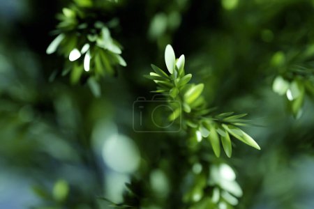 Téléchargez les photos : 3D illustration of a large green deciduous tree under - en image libre de droit