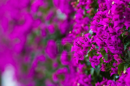 Foto de Flor púrpura Bougainvillea flores de árbol. Típico mediterráneo exterior calle al aire libre en verano - Imagen libre de derechos