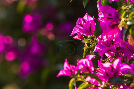 Photo for Purple blooming Bougainvillea tree flowers. Typical Mediterranian outdoor street exterior in summer - Royalty Free Image