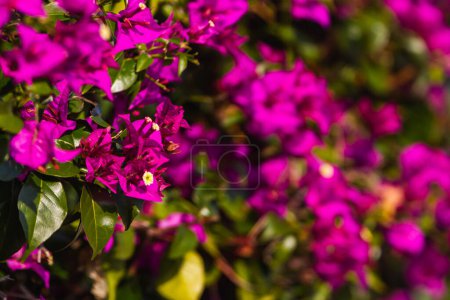 Téléchargez les photos : Gros plan de fleurs violettes d'une murale d'arbuste ou Rhododendron ledebourii - en image libre de droit