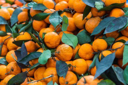 Foto de Fondo naranjas. Variedad de naranjas frescas cultivadas en la tienda. Naranjas adecuadas para zumo, strudel, puré de naranja, compota - Imagen libre de derechos
