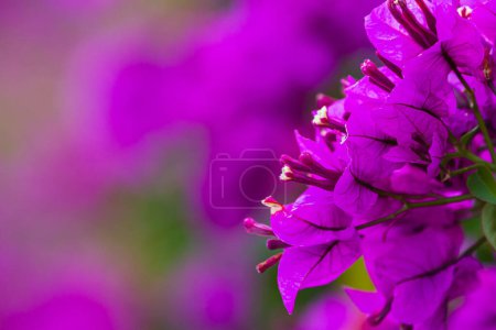 Foto de Flor púrpura Bougainvillea flores de árbol. Típico mediterráneo exterior calle al aire libre en verano - Imagen libre de derechos