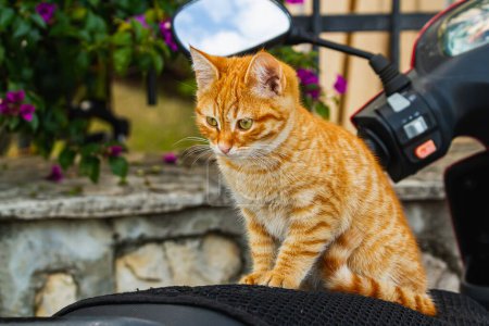 Foto de Poco lindo jengibre gatito se sienta en un ciclomotor - Imagen libre de derechos