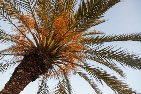 Foto de Primer plano de una hoja verde brillante de una palmera bajo el sol tropical brillante bajo el cielo azul - Imagen libre de derechos