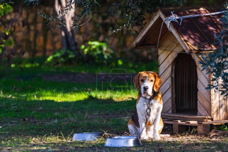 Foto de Portrait of a beautiful adult beagle on a chain near his kennel and bowl and looking seriously at the camera - Imagen libre de derechos