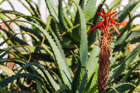 Photo for Aloe Vera Plant The herb has many medicinal properties. Helps to treat various diseases well. - Royalty Free Image