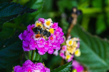 Foto de Close-up of a large black bumblebee drinking nectar and sitting on a beautiful large purple  flower, in the background a green garden, blurred focus - Imagen libre de derechos