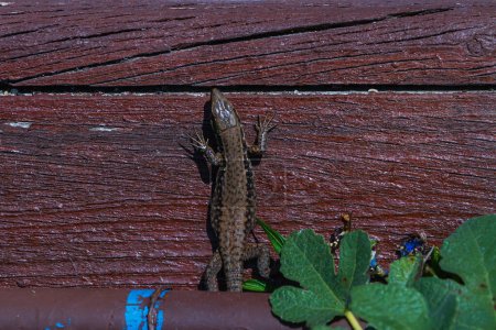 Photo for Close-up brown tree lizard against the background of tree bark. Protective coloring of the lizard - Royalty Free Image