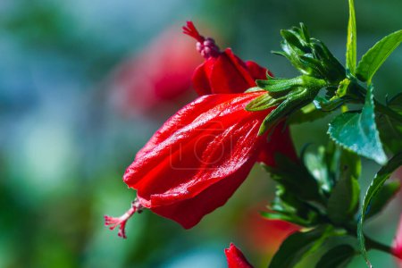 Téléchargez les photos : Gros plan belle fleur rouge fraîche sur un fond d'herbe verte pousse dans un jardin à la maison, vue sur le dessus. Floraison des fleurs de jardin - en image libre de droit