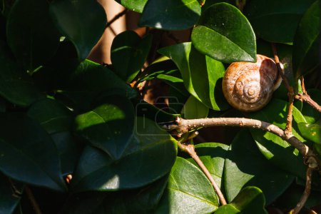 Foto de El primer plano de un caracol se encuentra en hojas tropicales brillantes bajo rayos de sol brillantes - Imagen libre de derechos
