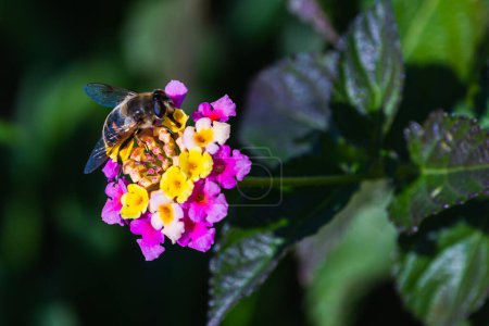 Photo for Close-up of a large black bumblebee drinking nectar and sitting on a beautiful large purple  flower, in the background a green garden, blurred focus - Royalty Free Image