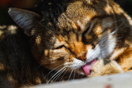 Téléchargez les photos : Portrait d'un chat tricolore mignon dans la rue - en image libre de droit