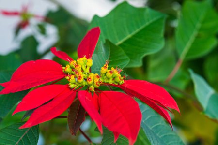 Photo for Red  flowers bloom  in garden, soft focus - Royalty Free Image