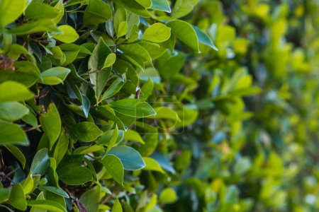 Photo for Close-up of a beautiful fresh bush branch with green leaves, the background is blurred. - Royalty Free Image