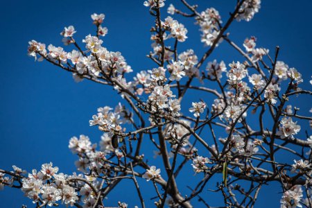 Téléchargez les photos : Gros plan d'un bel arbre à fleurs avec des noix de badam sur un fond flou, mise au point sélective douce - en image libre de droit