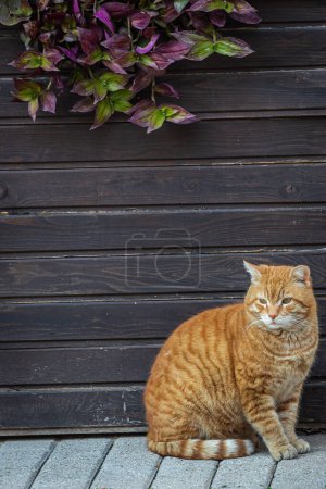 Foto de Un gato de color ladrillo con ojos verdes se ve con calma y se sienta tranquilamente en un cálido día de verano - Imagen libre de derechos