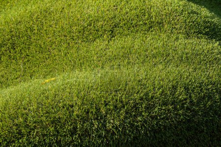 Photo for Texture of green grass field background, soft focus. - Royalty Free Image