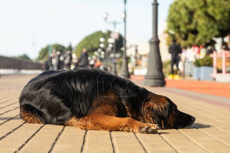 Photo for Portrait of a sad black stray dog lying and looking into the distance. The dog is looking for an owner - Royalty Free Image