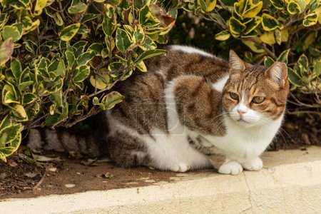 Téléchargez les photos : Le chat regarde sur le côté sur un fond de nature. Portrait d'un chat tricolore moelleux aux yeux verts dans la nature, gros plan. - en image libre de droit