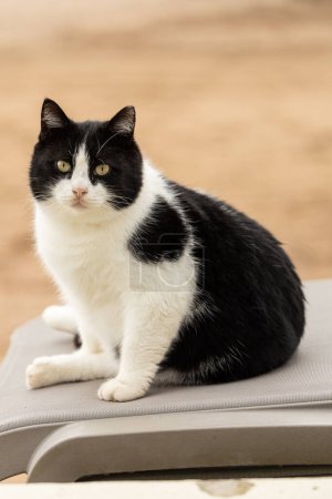 Photo for A   black and white  cut cat looks calmly and sits  on bench  on a warm summer day - Royalty Free Image