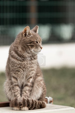 Foto de El gato mira a un lado sobre un fondo natural. Retrato de un gato gris esponjoso con en la naturaleza, primer plano. - Imagen libre de derechos