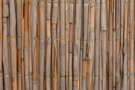 Téléchargez les photos : Texture bambou brun. Mur en bambou séché ou fond de clôture - en image libre de droit
