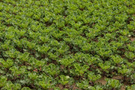 Photo for Close-up of microgreen salad. Small lettuce growing in the vegetable garden. Growing sprouts close up. - Royalty Free Image