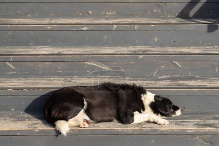 Photo for Portrait of a sad black and white  stray dog  sleep on the street. The dog wait - Royalty Free Image