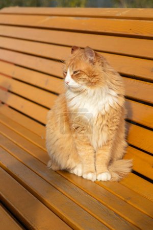 Téléchargez les photos : Petit chat orange extérieur pose pour une photo et s'assoit sur un banc en bois par une journée ensoleillée - en image libre de droit