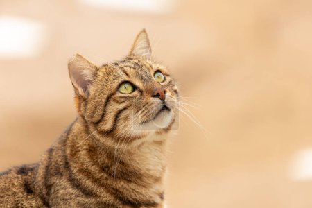 Téléchargez les photos : Le chat regarde sur le côté sur un fond beige. Portrait d'un petit chat aux yeux verts dans la nature, gros plan. - en image libre de droit