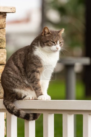 Téléchargez les photos : Petit chat gris extérieur pose pour une photo et s'assoit sur une clôture en bois par une journée ensoleillée - en image libre de droit