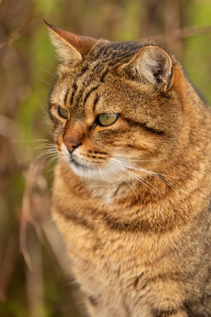 Téléchargez les photos : Le chat regarde sur le côté sur un fond beige. Portrait d'un petit chat aux yeux verts dans la nature, gros plan. - en image libre de droit