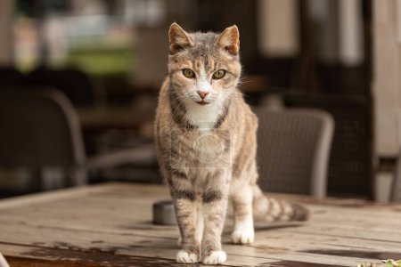 Téléchargez les photos : Petit chat gris extérieur pose pour une photo et s'assoit sur une table en bois par une journée ensoleillée - en image libre de droit