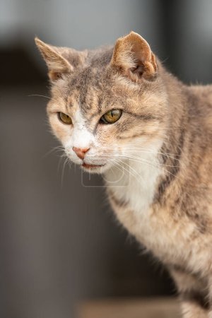 Foto de El gato mira a un lado sobre un fondo beige. Retrato de un pequeño gato con ojos verdes en la naturaleza, primer plano. - Imagen libre de derechos